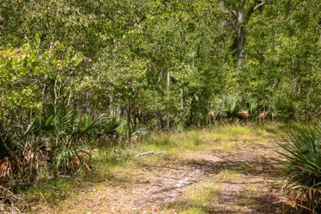 1600 Acres Land for Sale Outside of Baton Rouge, LA - image 4