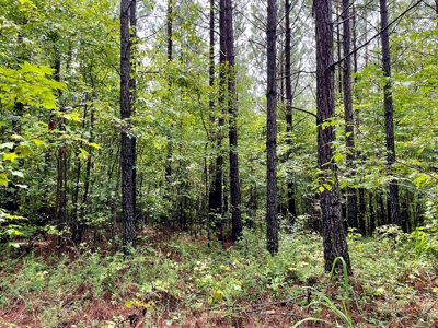 The Wick - 222 Acres Land for Sale Union County, MS - image 29