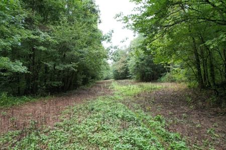 The Wick - 222 Acres Land for Sale Union County, MS - image 13