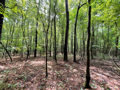 The Wick - 222 Acres Land for Sale Union County, MS - image 36