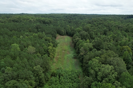 The Wick - 222 Acres Land for Sale Union County, MS - image 2