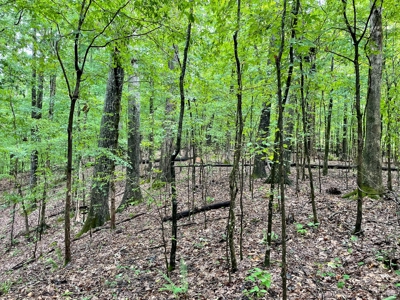 The Wick - 222 Acres Land for Sale Union County, MS - image 32