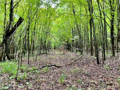 The Wick - 222 Acres Land for Sale Union County, MS - image 38