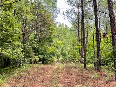 The Wick - 222 Acres Land for Sale Union County, MS - image 30