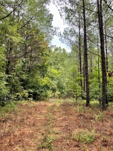 The Wick - 222 Acres Land for Sale Union County, MS - image 31