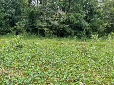 The Wick - 222 Acres Land for Sale Union County, MS - image 18