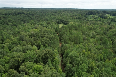 The Wick - 222 Acres Land for Sale Union County, MS - image 6
