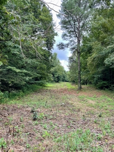 The Wick - 222 Acres Land for Sale Union County, MS - image 39