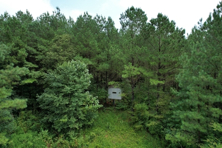 The Wick - 222 Acres Land for Sale Union County, MS - image 10