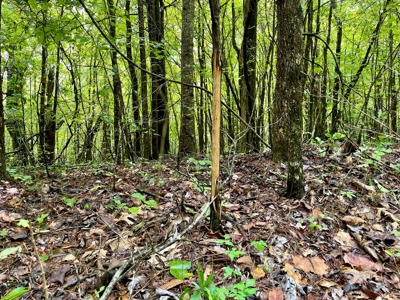 The Wick - 222 Acres Land for Sale Union County, MS - image 37