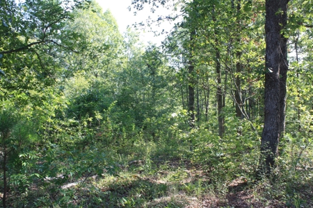 Reynolds County Missouri land for sale - image 5