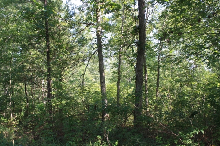 Reynolds County Missouri land for sale - image 8