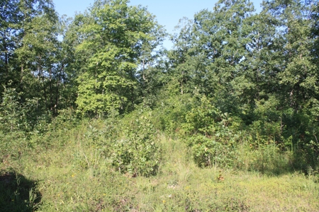 Reynolds County Missouri land for sale - image 3