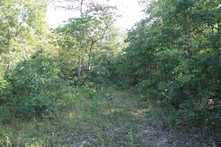 Reynolds County Missouri land for sale - image 4