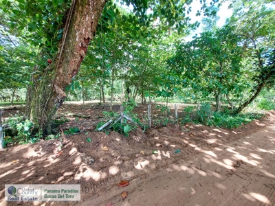 Live by where The Survivor TV show is being filmed, Panama - image 6