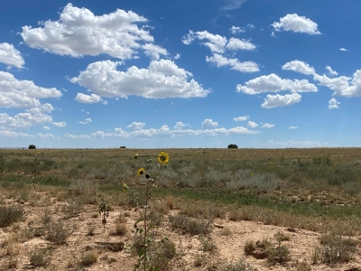 80 acres of Torrance County, New Mexico Grazing Land - image 4