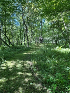Recreational Hunting Land on Hatch Lake in Iola - Hatch Lake - image 4