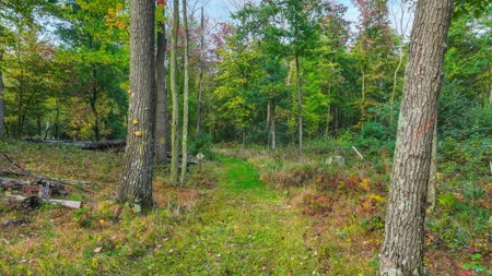Recreational Hunting Land on Hatch Lake in Iola - Hatch Lake - image 37