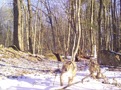 Recreational Hunting Land on Hatch Lake in Iola - Hatch Lake - image 16