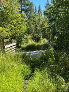 Recreational Hunting Land on Hatch Lake in Iola - Hatch Lake - image 7