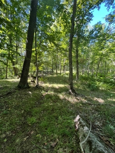 Recreational Hunting Land on Hatch Lake in Iola - Hatch Lake - image 8