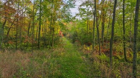 Recreational Hunting Land on Hatch Lake in Iola - Hatch Lake - image 38