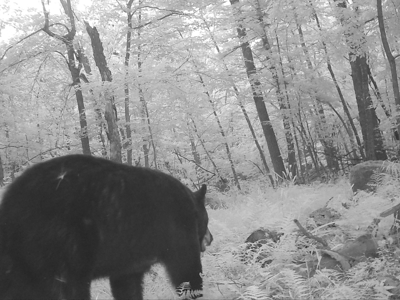 Recreational Hunting Land on Hatch Lake in Iola - Hatch Lake - image 15