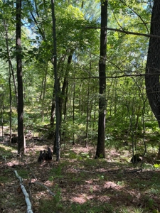Recreational Hunting Land on Hatch Lake in Iola - Hatch Lake - image 11
