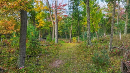 Recreational Hunting Land on Hatch Lake in Iola - Hatch Lake - image 36