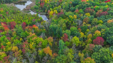 Recreational Hunting Land on Hatch Lake in Iola - Hatch Lake - image 47