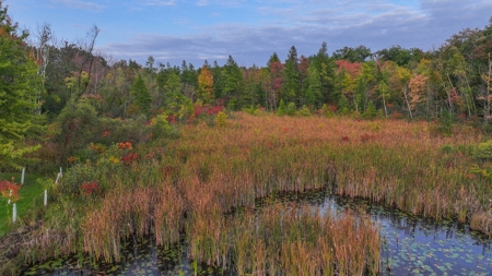 Recreational Hunting Land on Hatch Lake in Iola - Hatch Lake - image 30