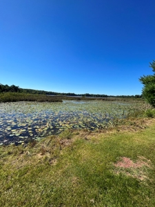 Recreational Hunting Land on Hatch Lake in Iola - Hatch Lake - image 26
