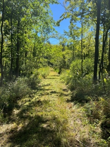 Recreational Hunting Land on Hatch Lake in Iola - Hatch Lake - image 5