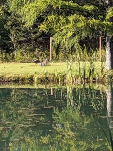 Country Home 1.67 acres with Pond for Sale Atlanta MI - image 45