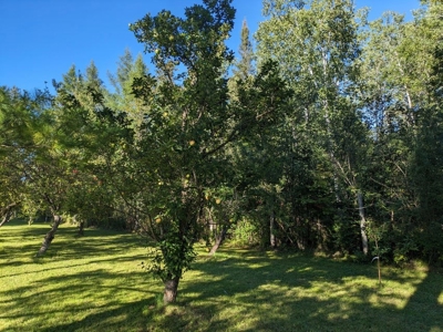 Country Home 1.67 acres with Pond for Sale Atlanta MI - image 11