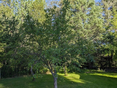 Country Home 1.67 acres with Pond for Sale Atlanta MI - image 8