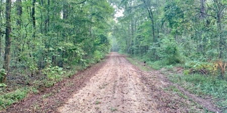 668 Acre Turnkey Hunting Property Sleeps 22 in West AL - image 35