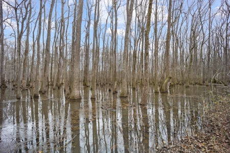 668 Acre Turnkey Hunting Property Sleeps 22 in West AL - image 45