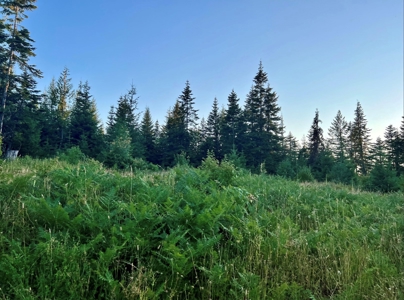 Land for Sale in Clearwater County, Idaho - image 7