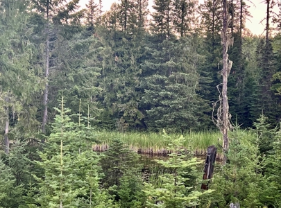 Land for Sale in Clearwater County, Idaho - image 18