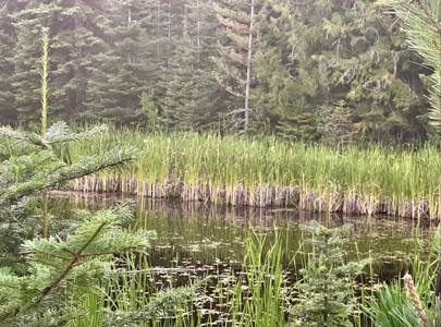 Land for Sale in Clearwater County, Idaho - image 17