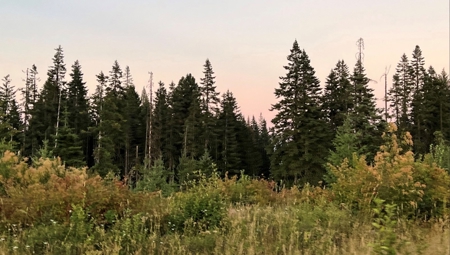 Land for Sale in Clearwater County, Idaho - image 20