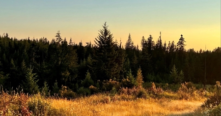 Land for Sale in Clearwater County, Idaho - image 3