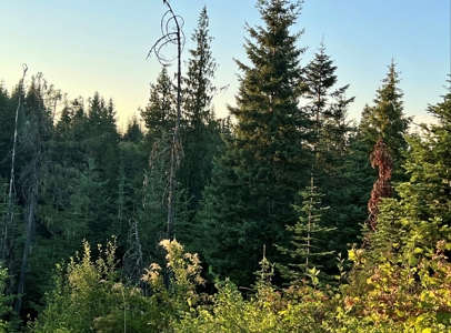 Land for Sale in Clearwater County, Idaho - image 6