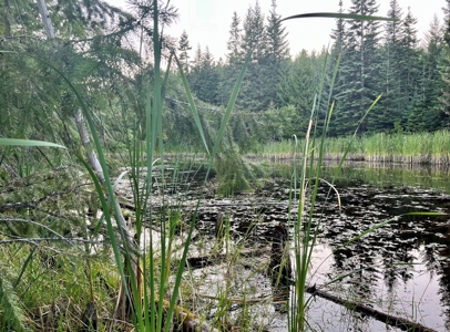 Land for Sale in Clearwater County, Idaho - image 12