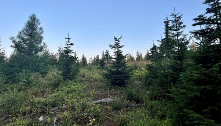 Land for Sale in Clearwater County, Idaho - image 16
