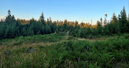 Land for Sale in Clearwater County, Idaho - image 9