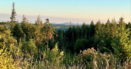 Land for Sale in Clearwater County, Idaho - image 5