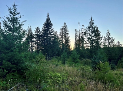 Land for Sale in Clearwater County, Idaho - image 10