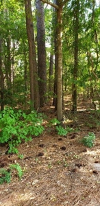Land For Sale In Edenton Nc - image 1